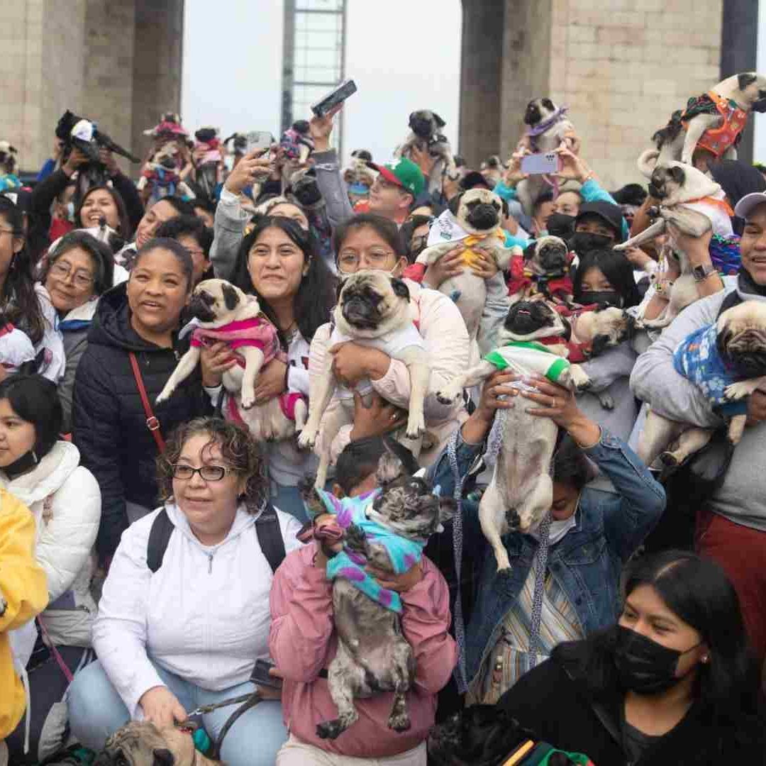 Reunión de Perros Pug en CDMX 2023: ¿Cuándo y Dónde Será?