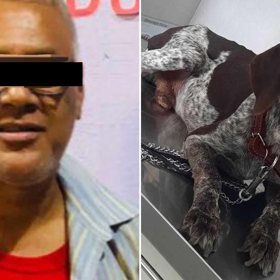 El caso de maltrato animal contra Terry está teniendo justicia.