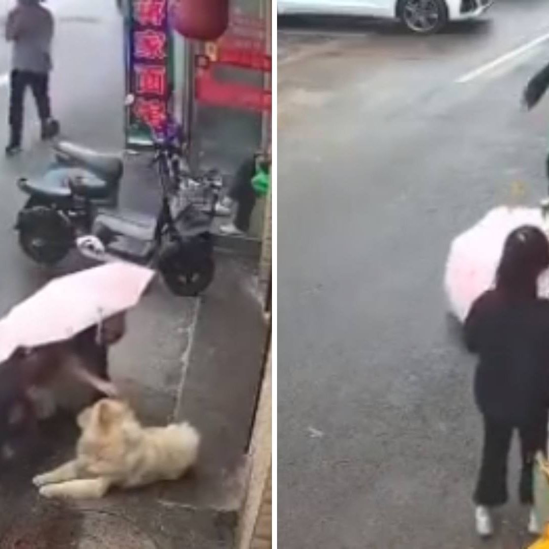 Mujer Acaricia a Perro en la Calle y le Muerde la Cara