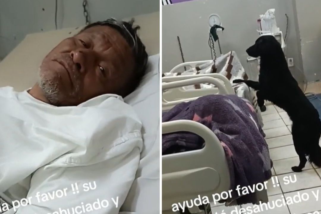 Perrito acompaña en todo momento a su humano desahuciado