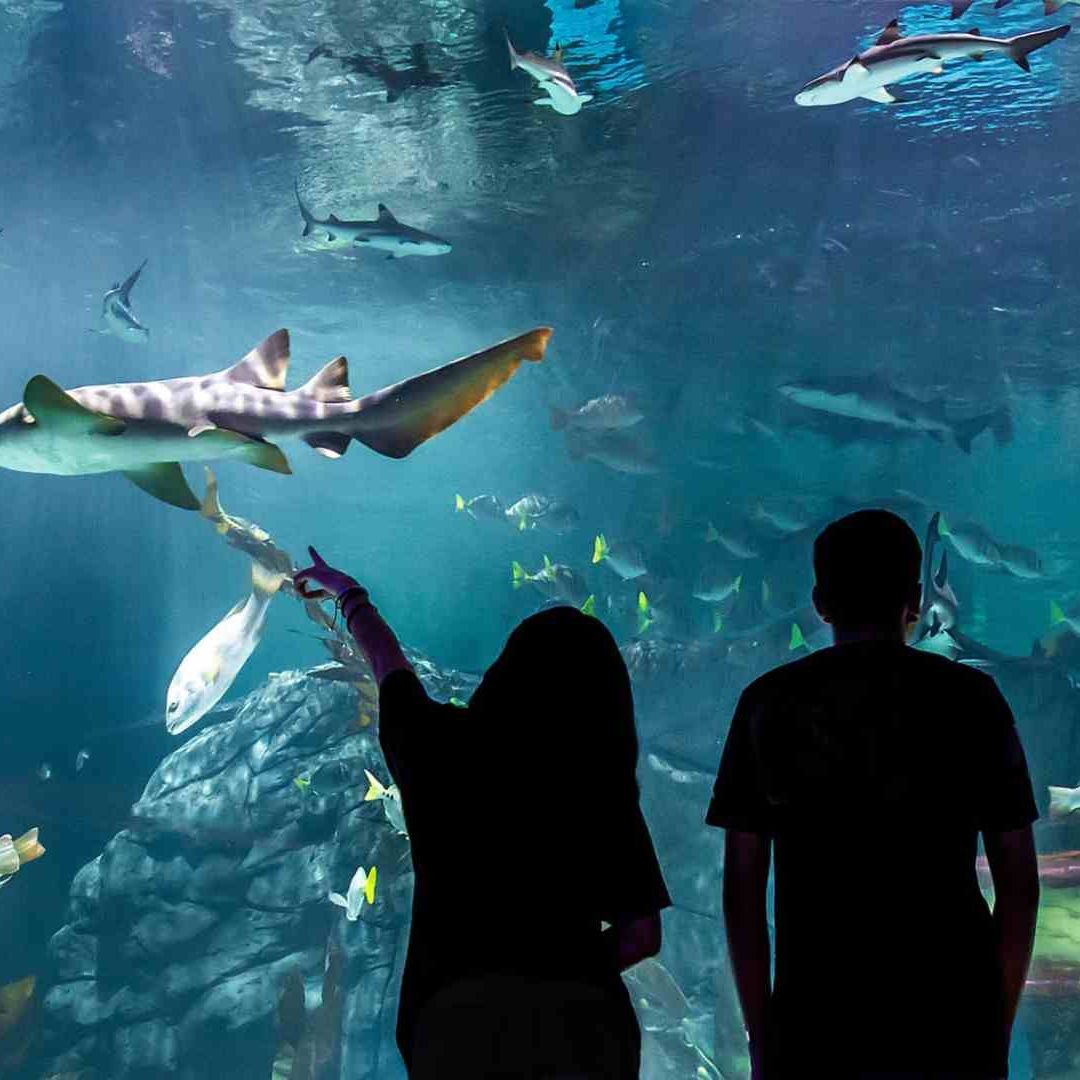 Acuario en Parque Tepeyac: Horario y Costo de Boletos