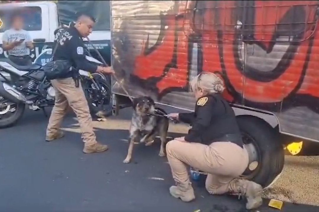 Rescatan a perro arrastrado en camioneta en calles de CDMX