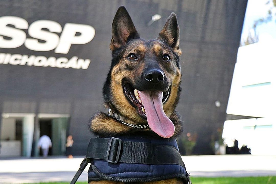 SSP Michoacán integra a 2 agentes caninos procedentes de Hungría