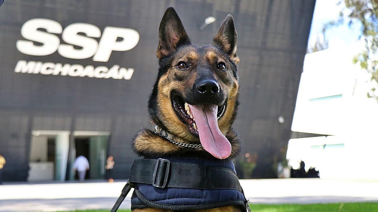 SSP Michoacán integra a 2 agentes caninos procedentes de Hungría