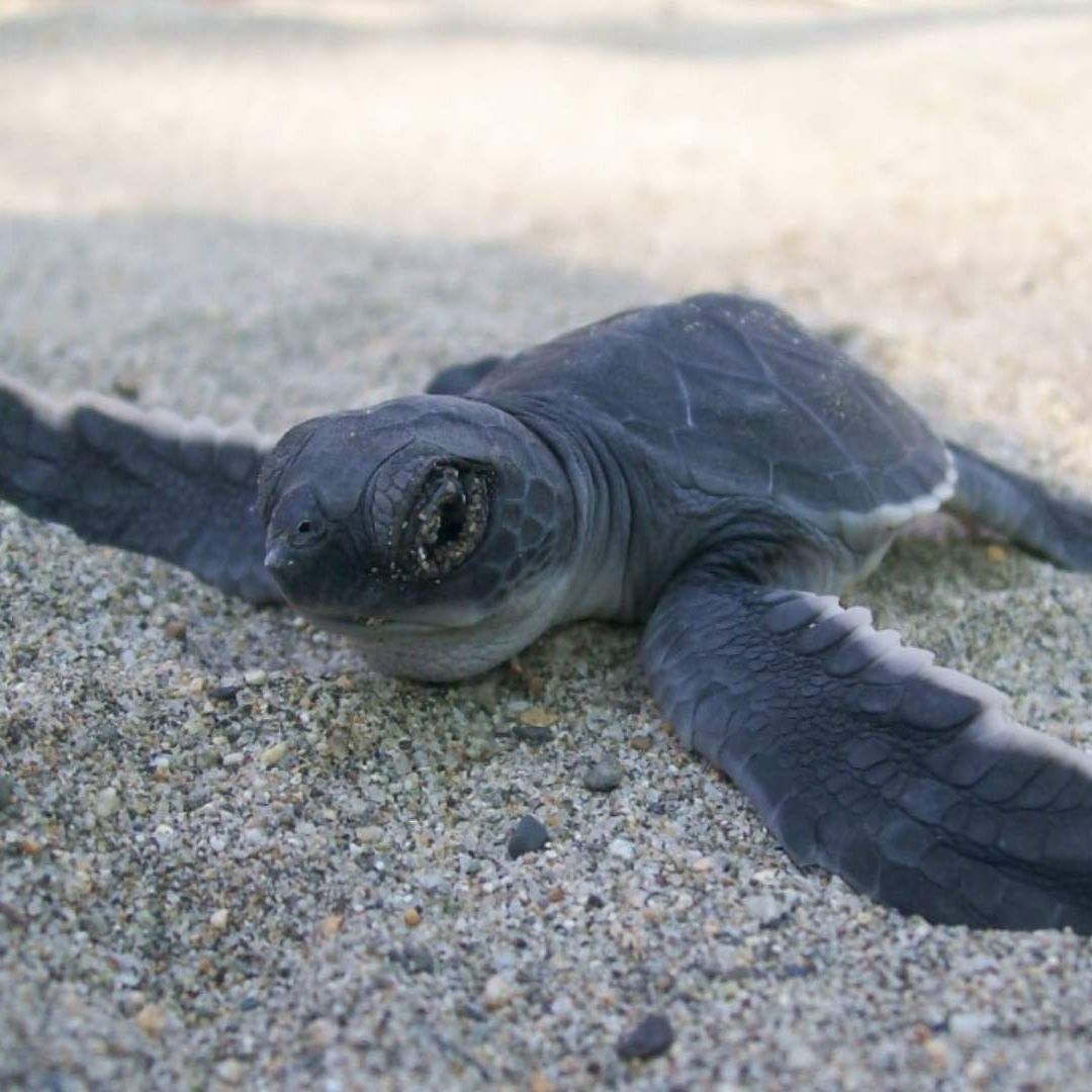 El paso del huracán Lidia favoreció las condiciones de humedad en los nidos de tortugas.