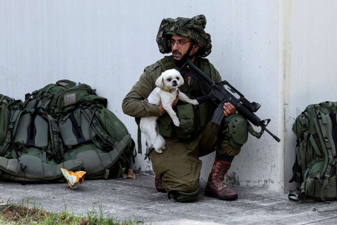 Perros rescatados tras bombardeos y ataques en Israel
