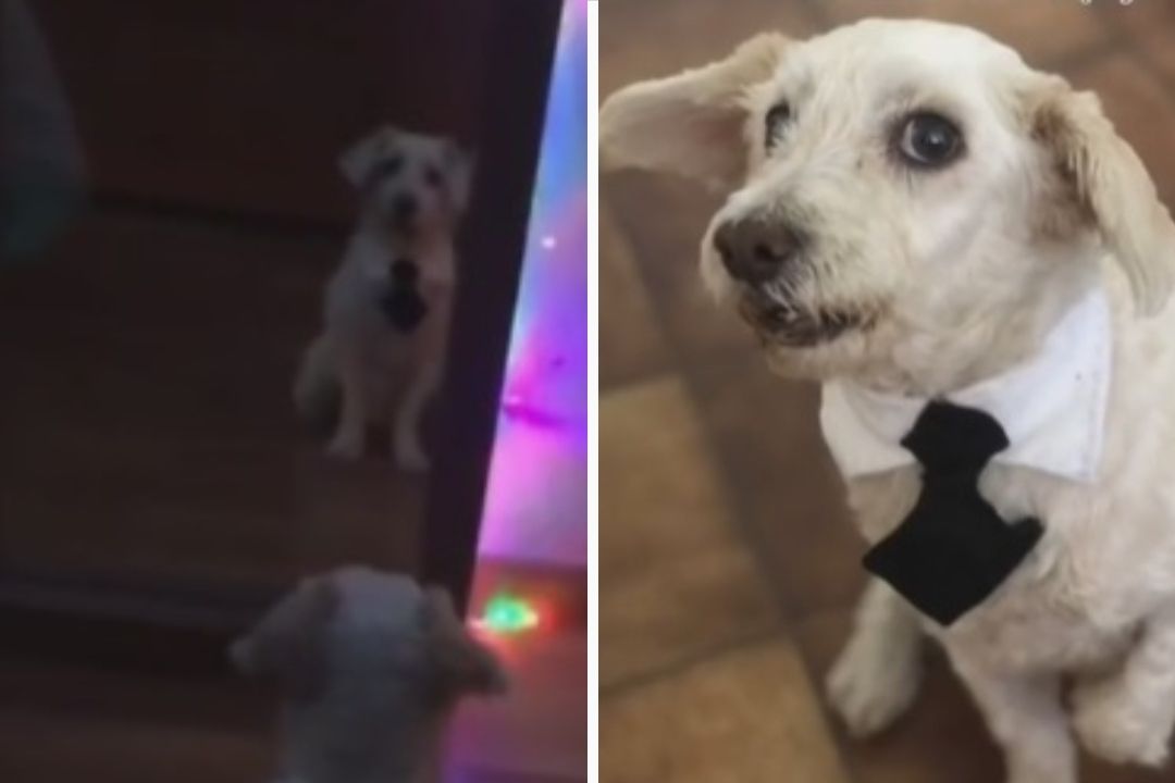 Video | Perrito No Deja de Verse al Espejo al Lucir con Corbata