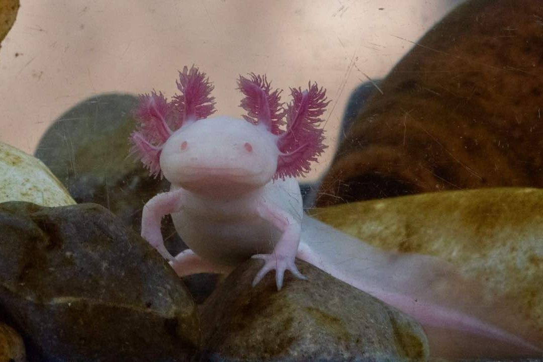 Ajolote albino en una pecera del Museo del Ajolote "Axolotitlán"