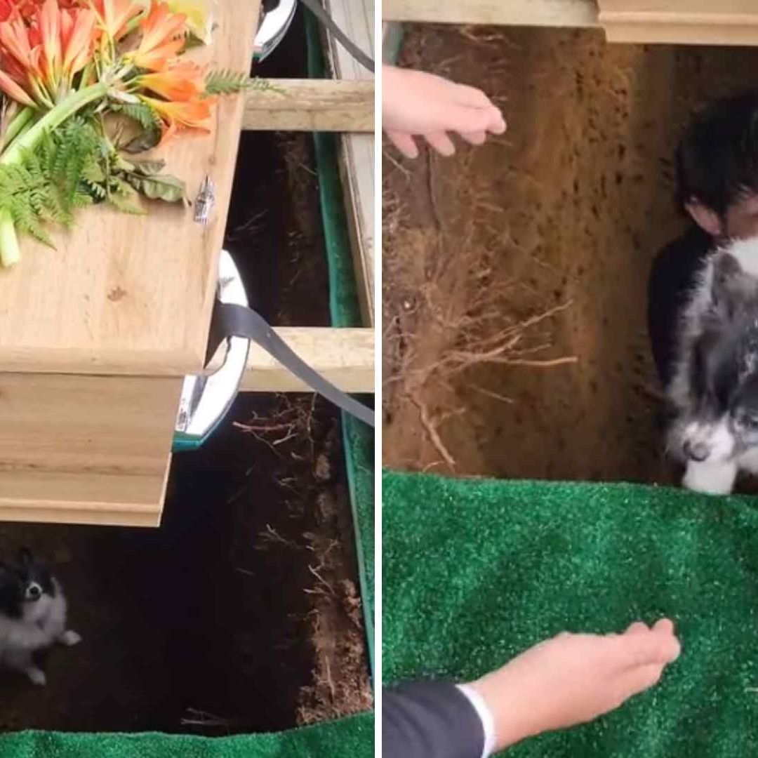 Perrito Cae a Fosa en Pleno Funeral: Video