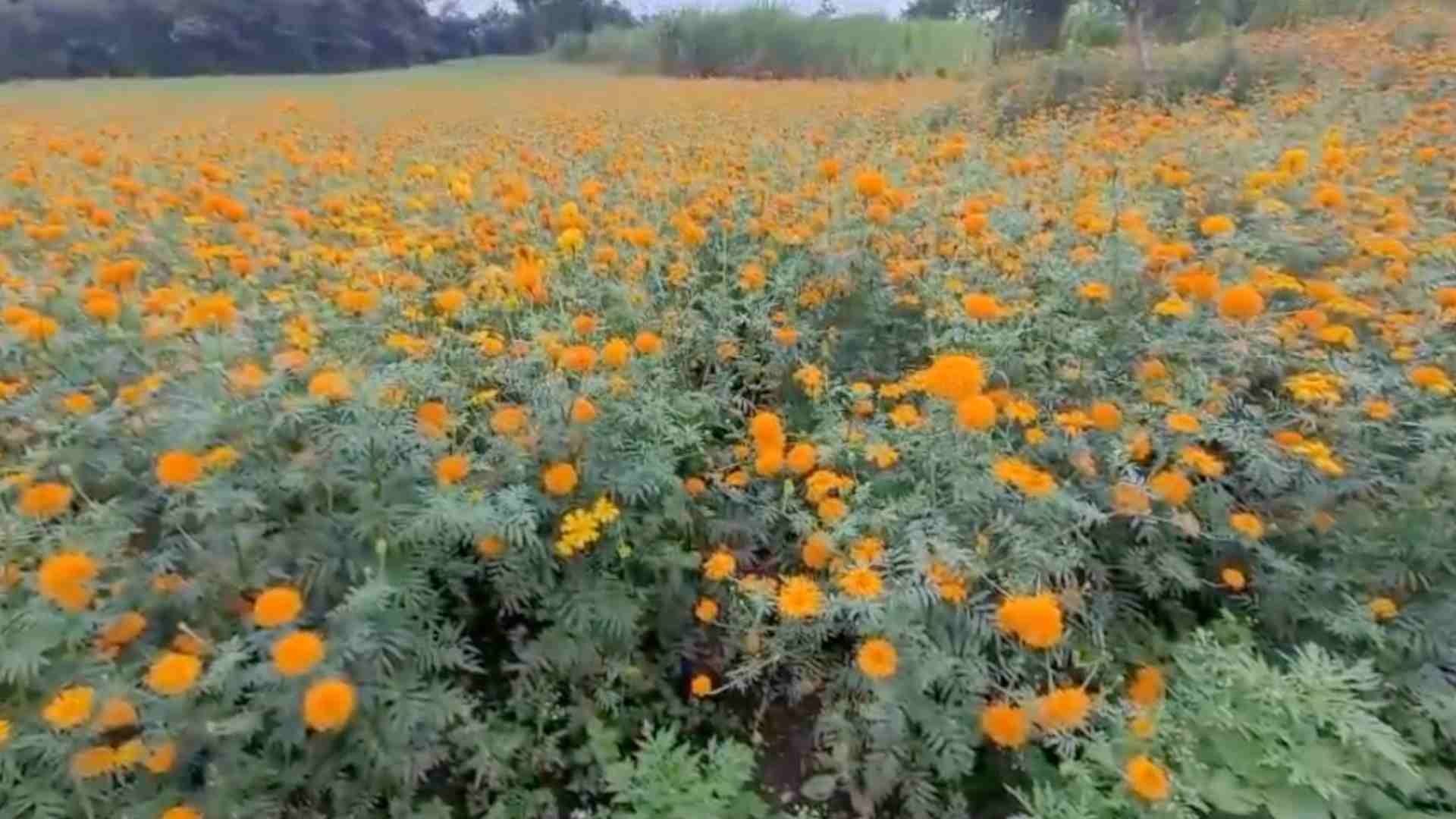 Campos de Cempásuchil en Naolinco Veracruz