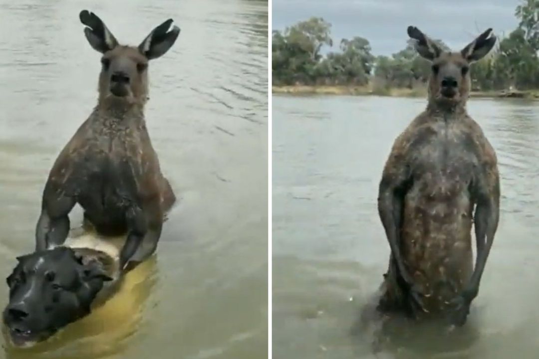 Hombre en Australia pelea contra canguro para rescatar a su perro