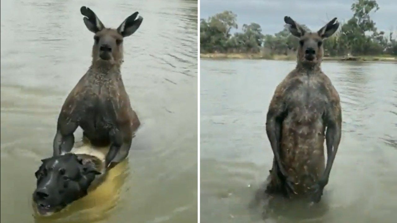Hombre en Australia pelea contra canguro para rescatar a su perro