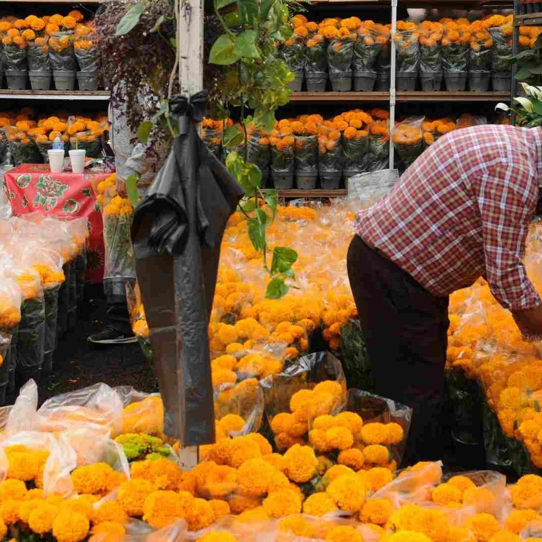 Flor de Cempasúchil: ¿Dónde Venden la Más Barata en CDMX?