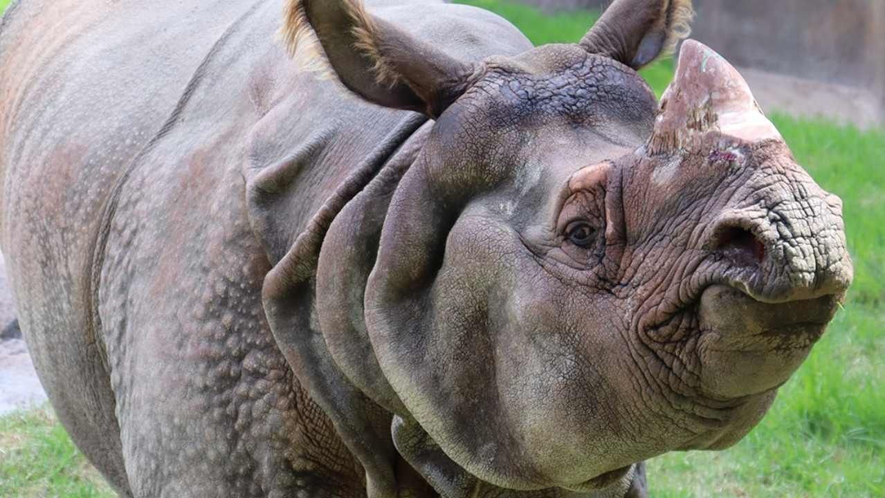 Dos Rinocerontes Indios Encuentran un Dulce Hogar en Zoo de Guadalajara