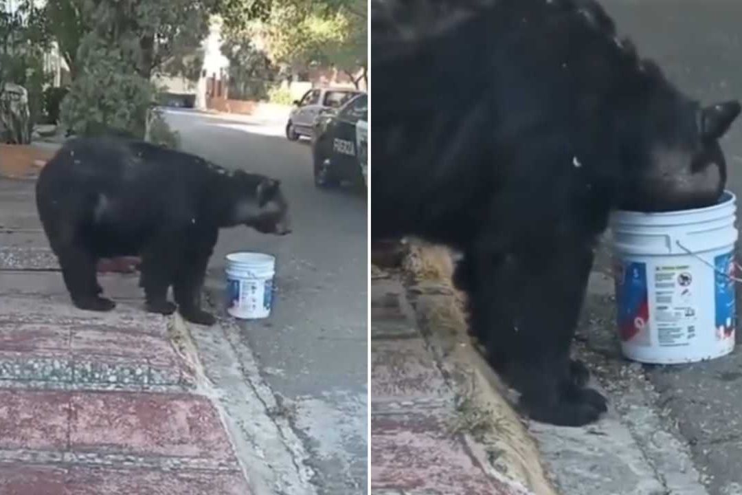 Oso es adoptado por vecinos del Cerro de la Silla en Monterrey
