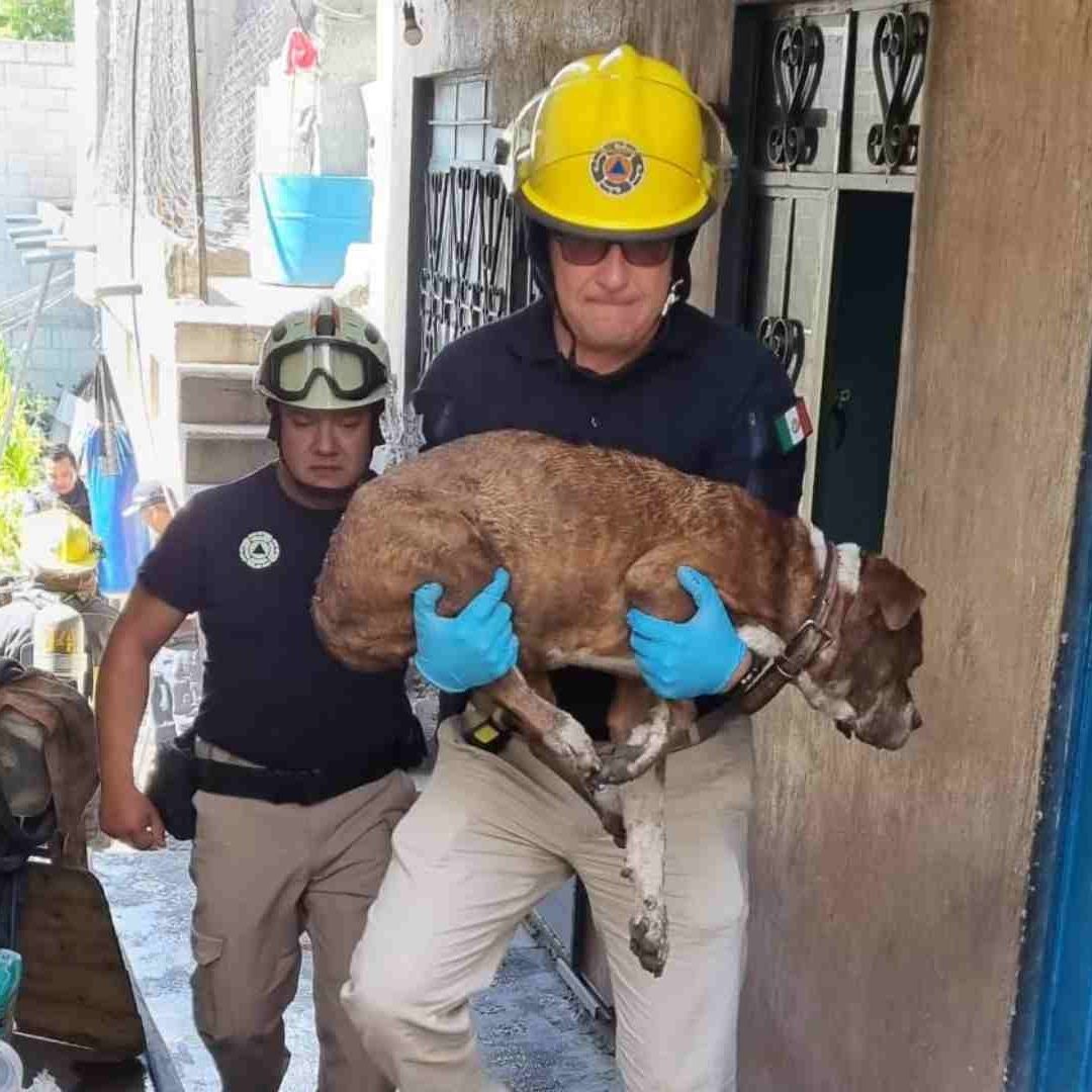Bomberos rescataron a un peludito que se encontraba en un incendio.