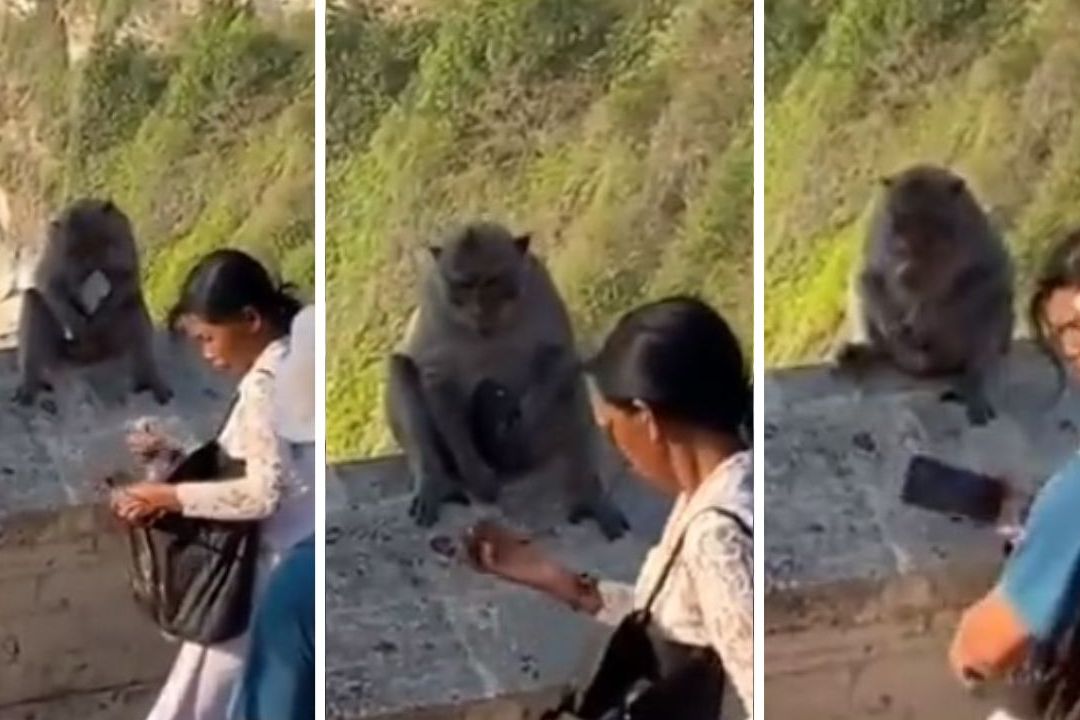 Video | Mujer Negocia con Mono para Recuperar su Teléfono