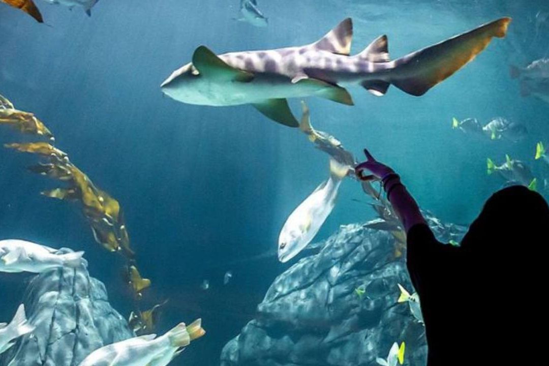 El Acuario Michin abrió sus puertas al público y ya puedes conocerlo; esto cuestan sus boletos