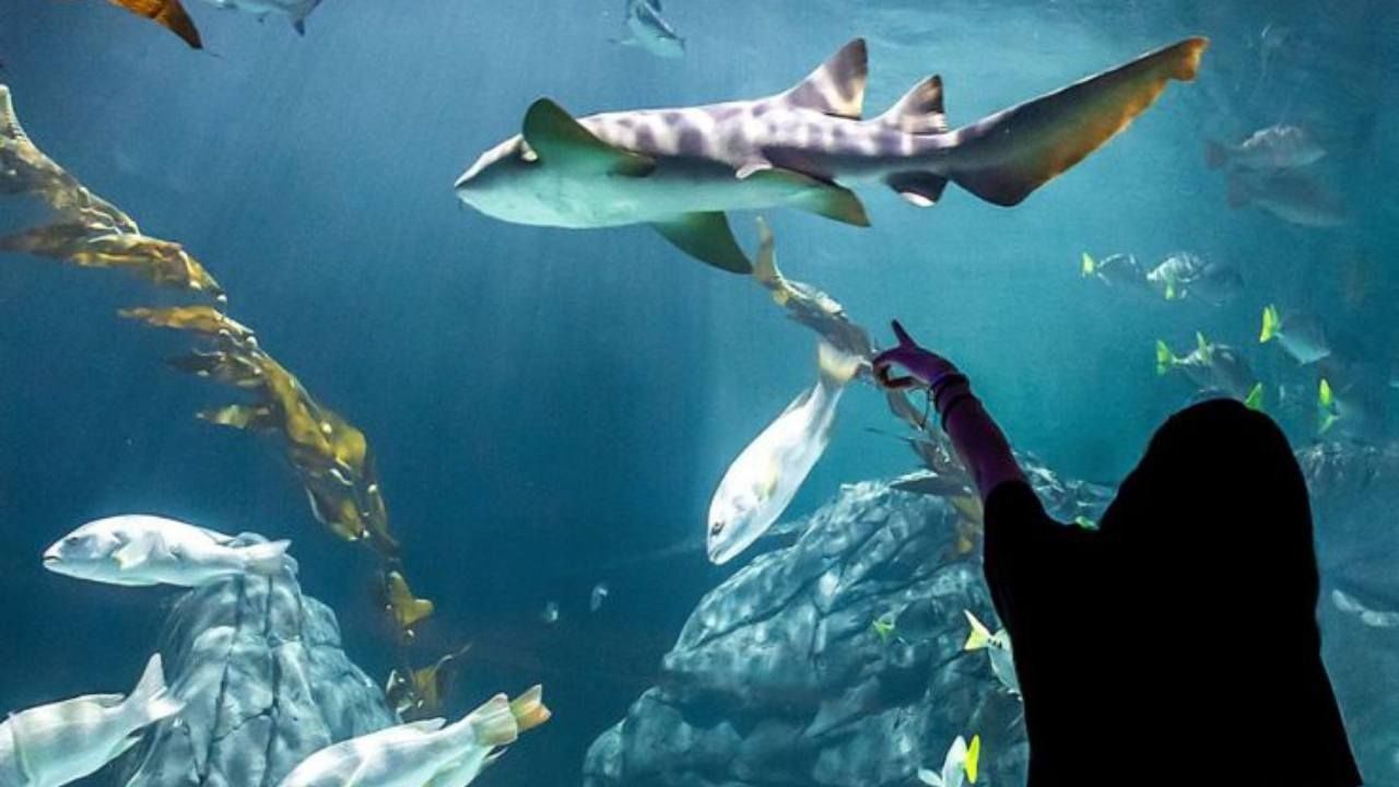 El Acuario Michin abrió sus puertas al público y ya puedes conocerlo; esto cuestan sus boletos
