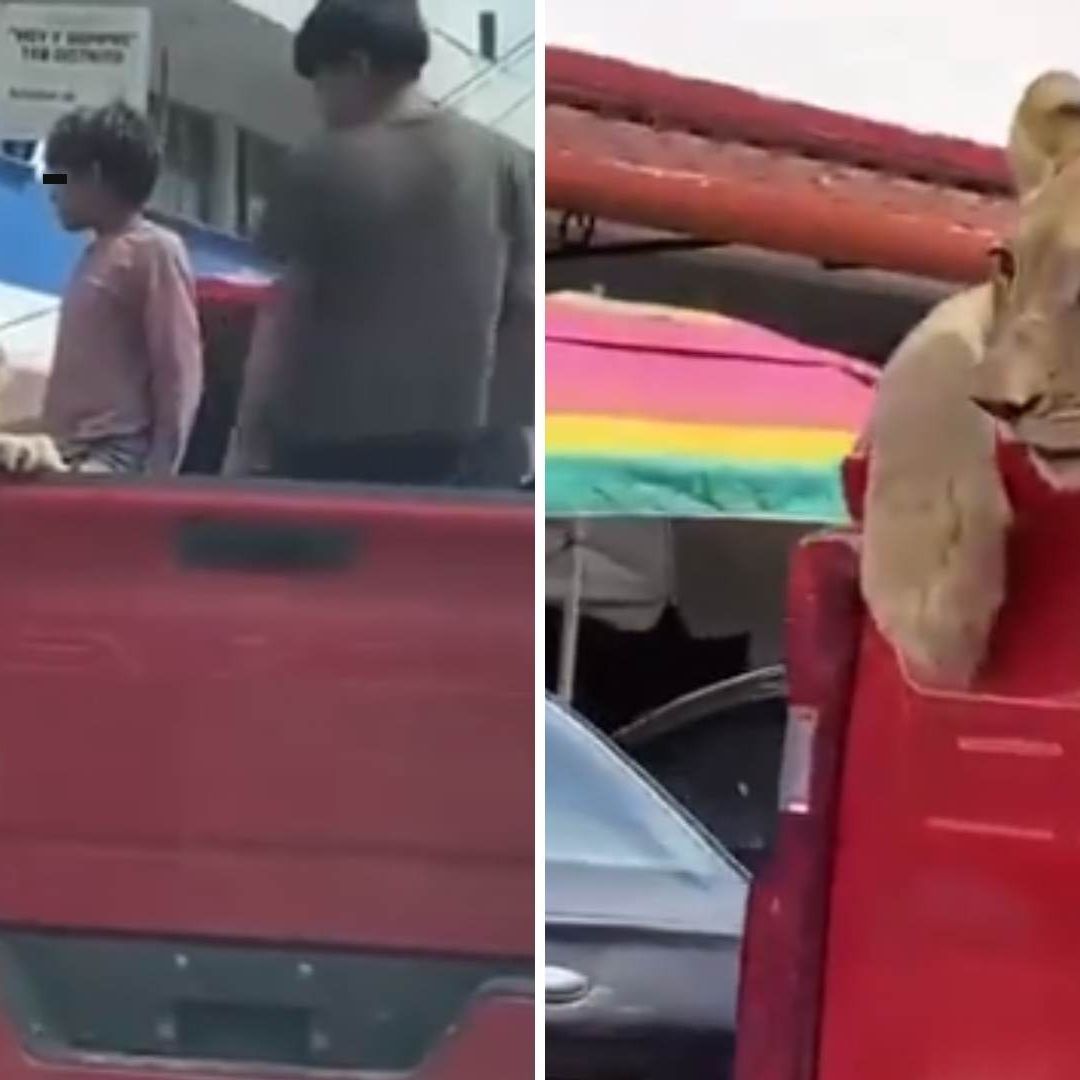 Niños pasean a león en camioneta en Palenque Chiapas