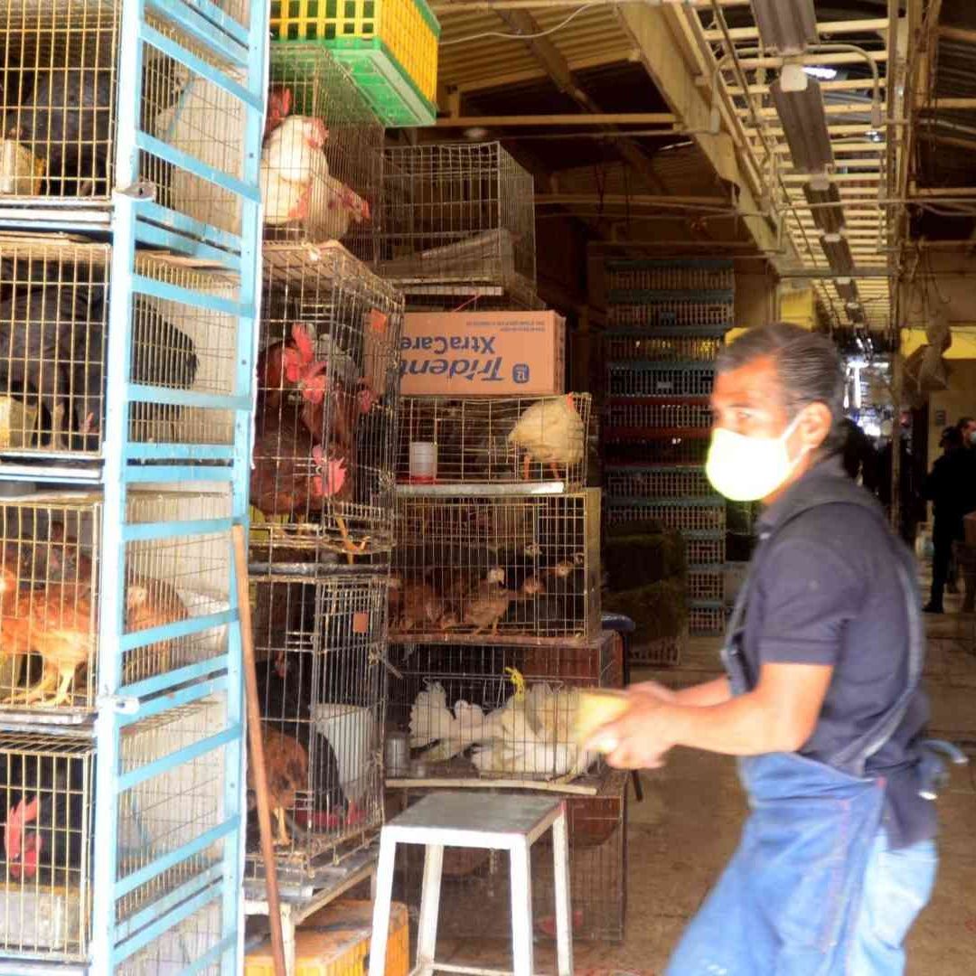 Prohíben Venta de Animales Vivos en Vía pública y Mercados de CDMX