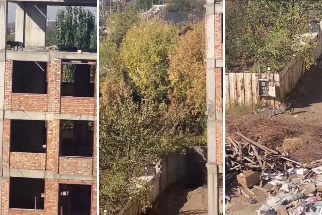 El perro volador o Súperperro se hizo viral luego de que saltara de un edificio y se levantara como si nada