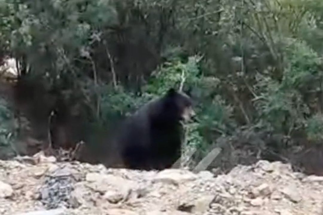 Oso roba comida a albañiles en Monterrey