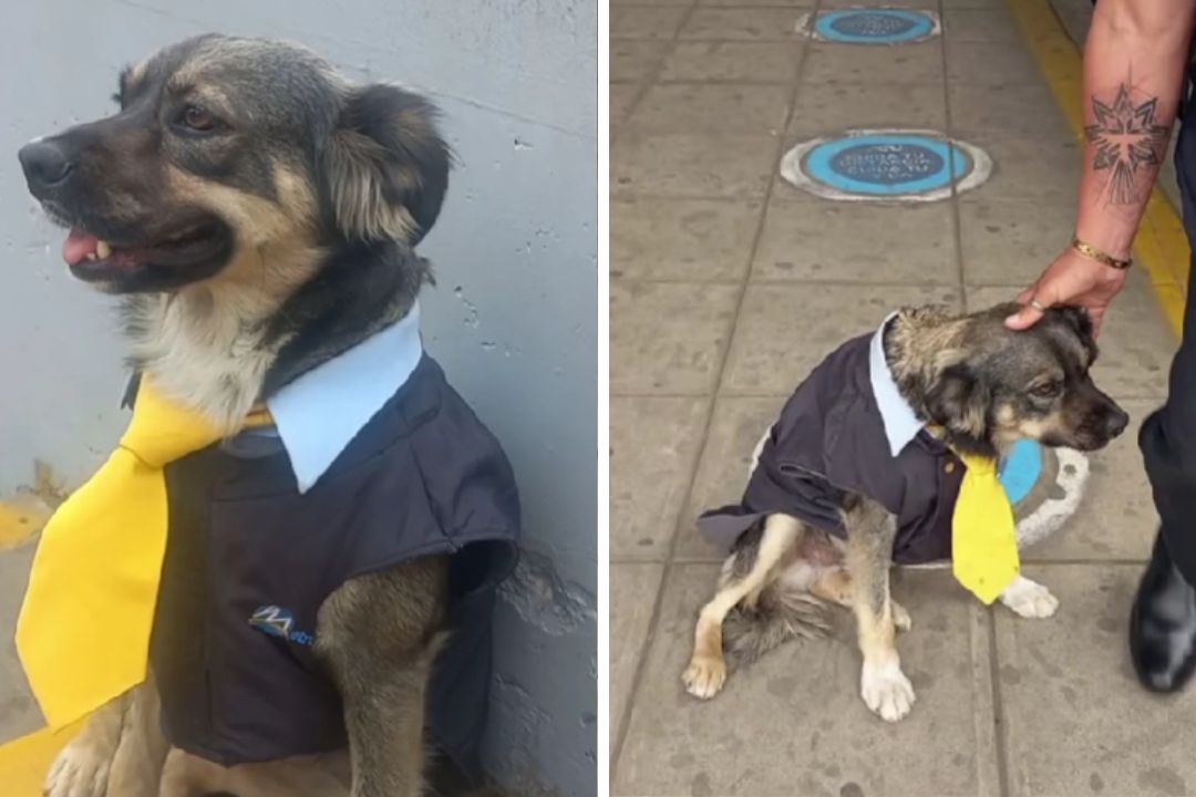 Video | Bello, el Perrito Conductor de Transporte en Lima, Perú