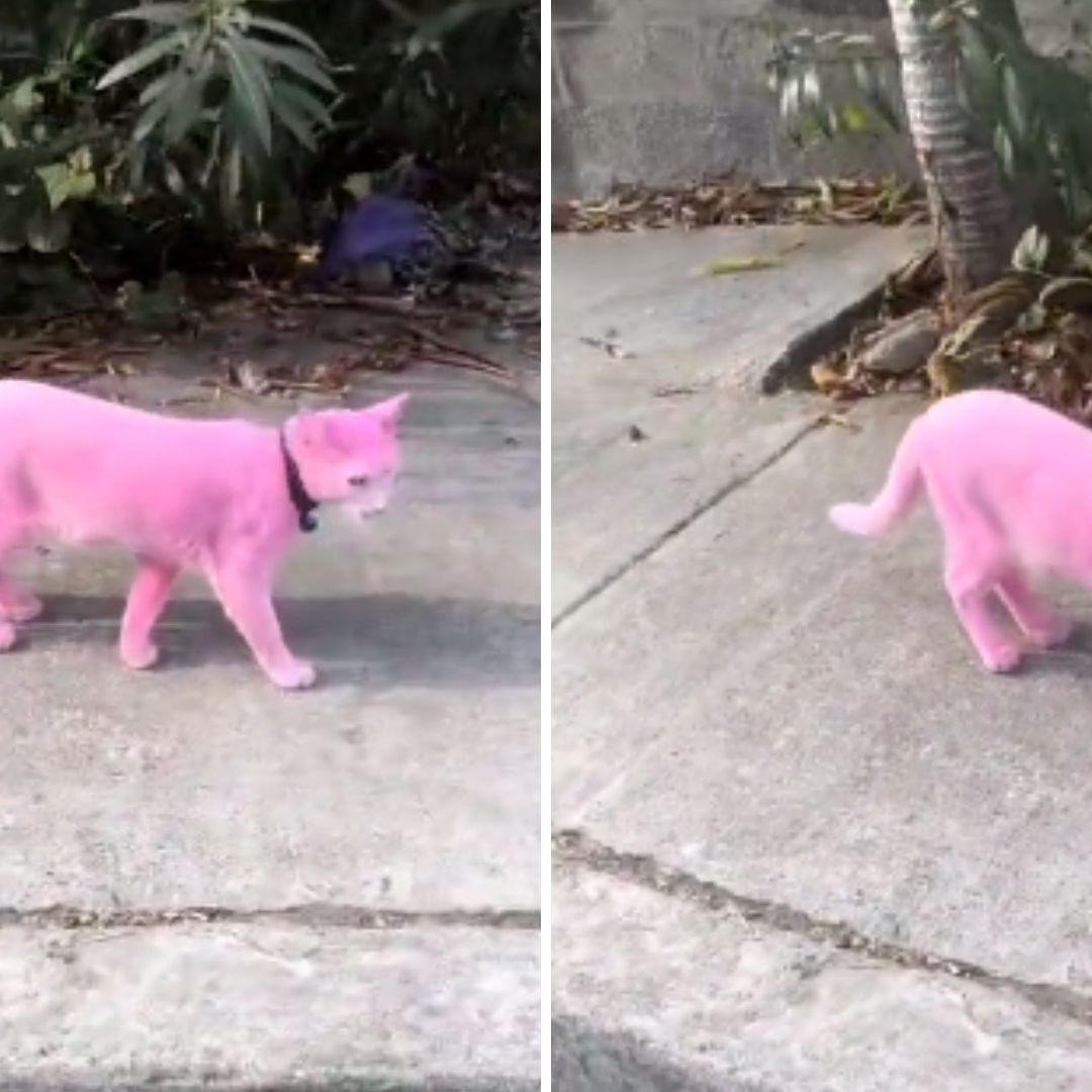 Captan a Gato Pintado de Rosa Paseando por la Calle