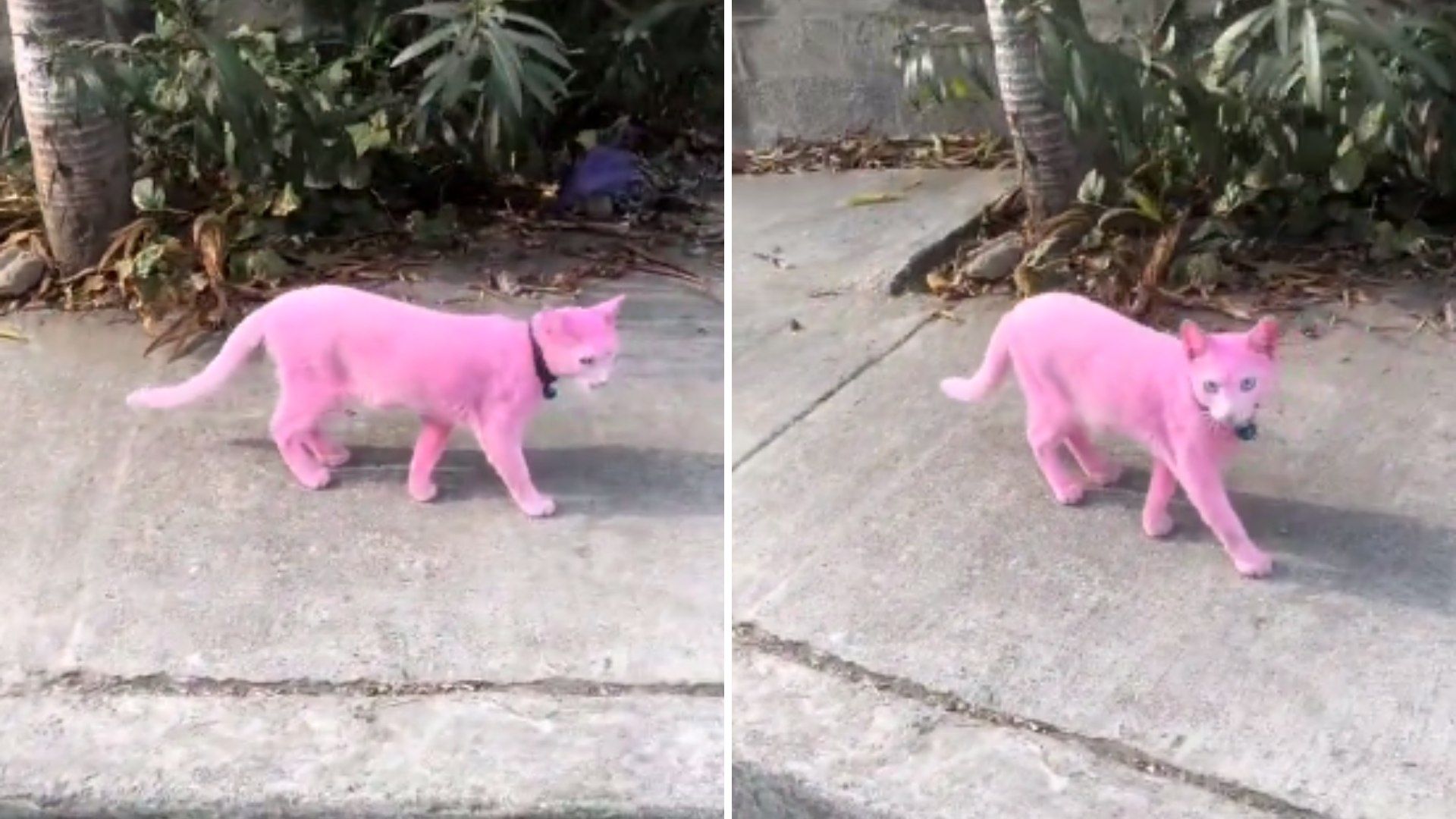 Captan a Gato Pintado de Rosa Paseando por la Calle