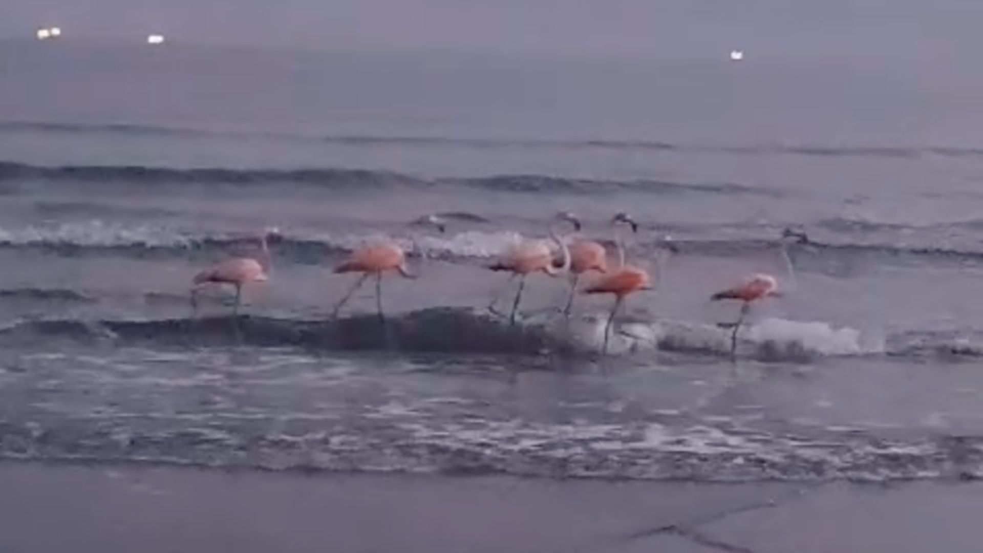 La presencia de los flamencos rosas llamó la atención en la región