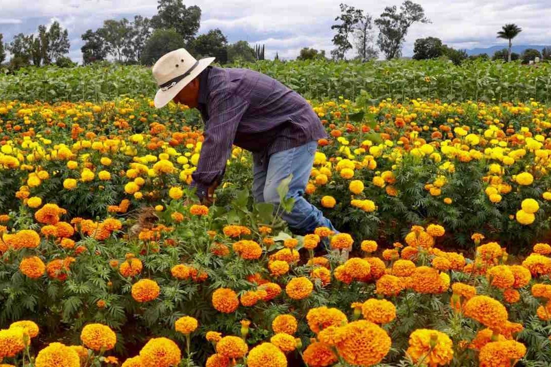 Sembrando Vida: ¿Cuándo es el Pago de Octubre 2023? Bienestar Confirma Día del Depósito