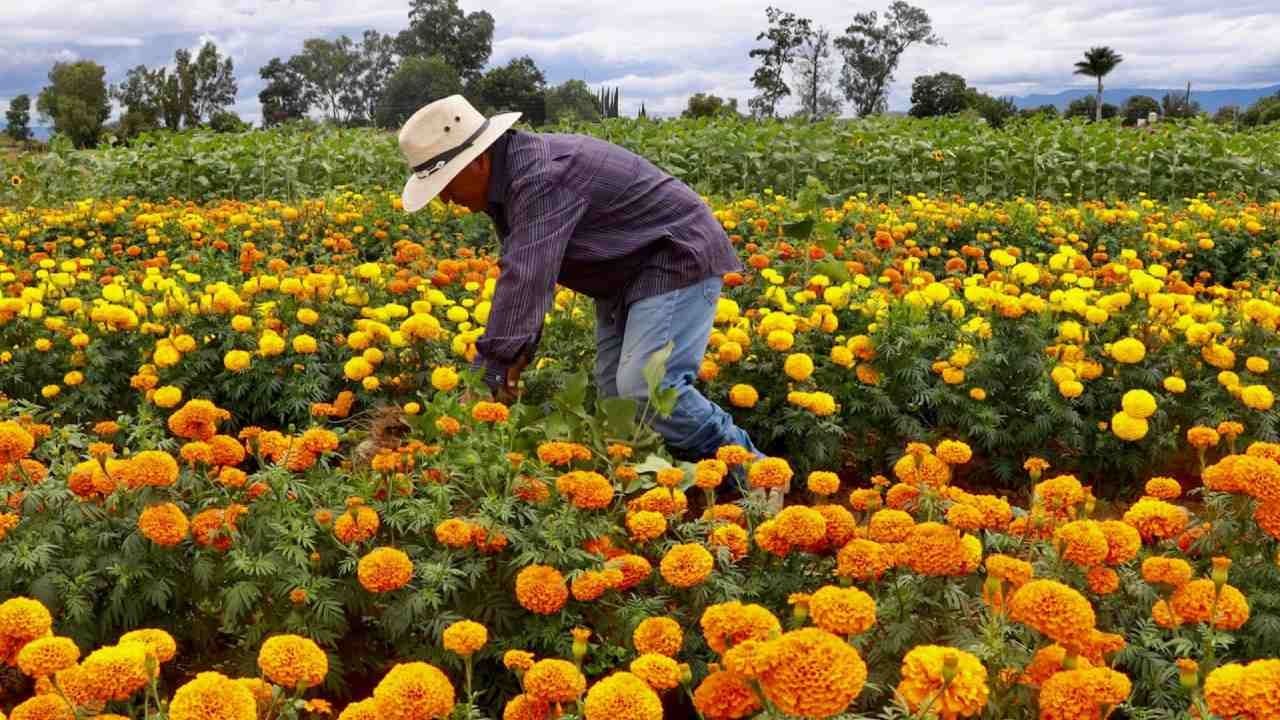 Sembrando Vida: ¿Cuándo es el Pago de Octubre 2023? Bienestar Confirma Día del Depósito
