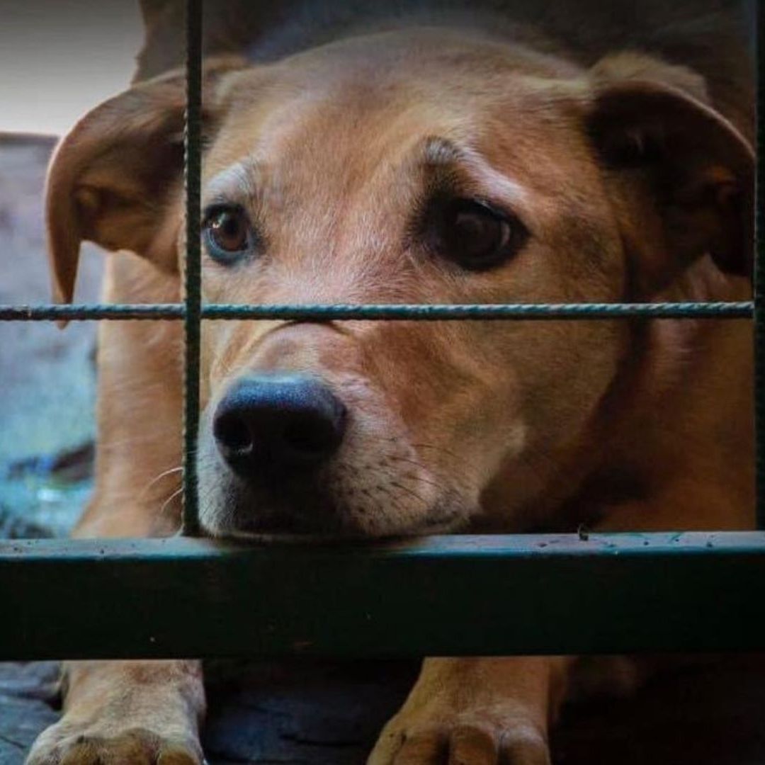 Línea directa para denuncia de maltrato animal en Tijuana