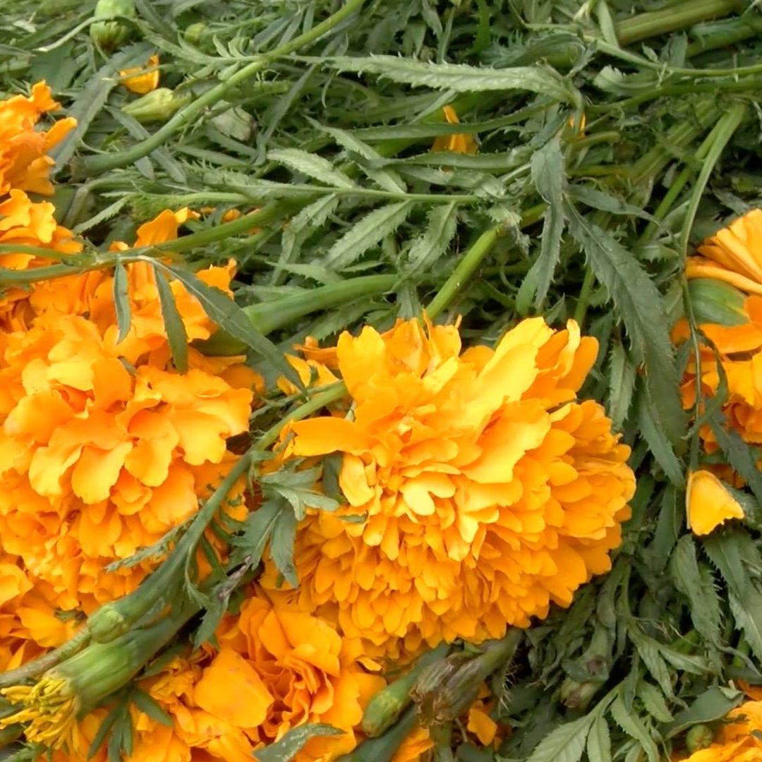 comenzó el consumo de la flor de muerto y ha tenido mucha demanda