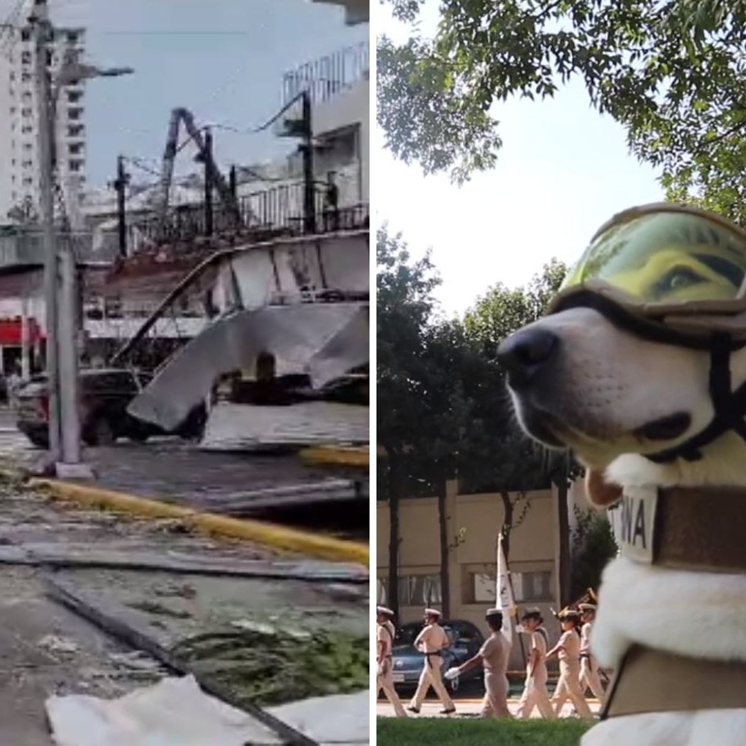 Perrita Rescatista Maya Podría Ayudar en Acapulco Tras Huracán Otis
