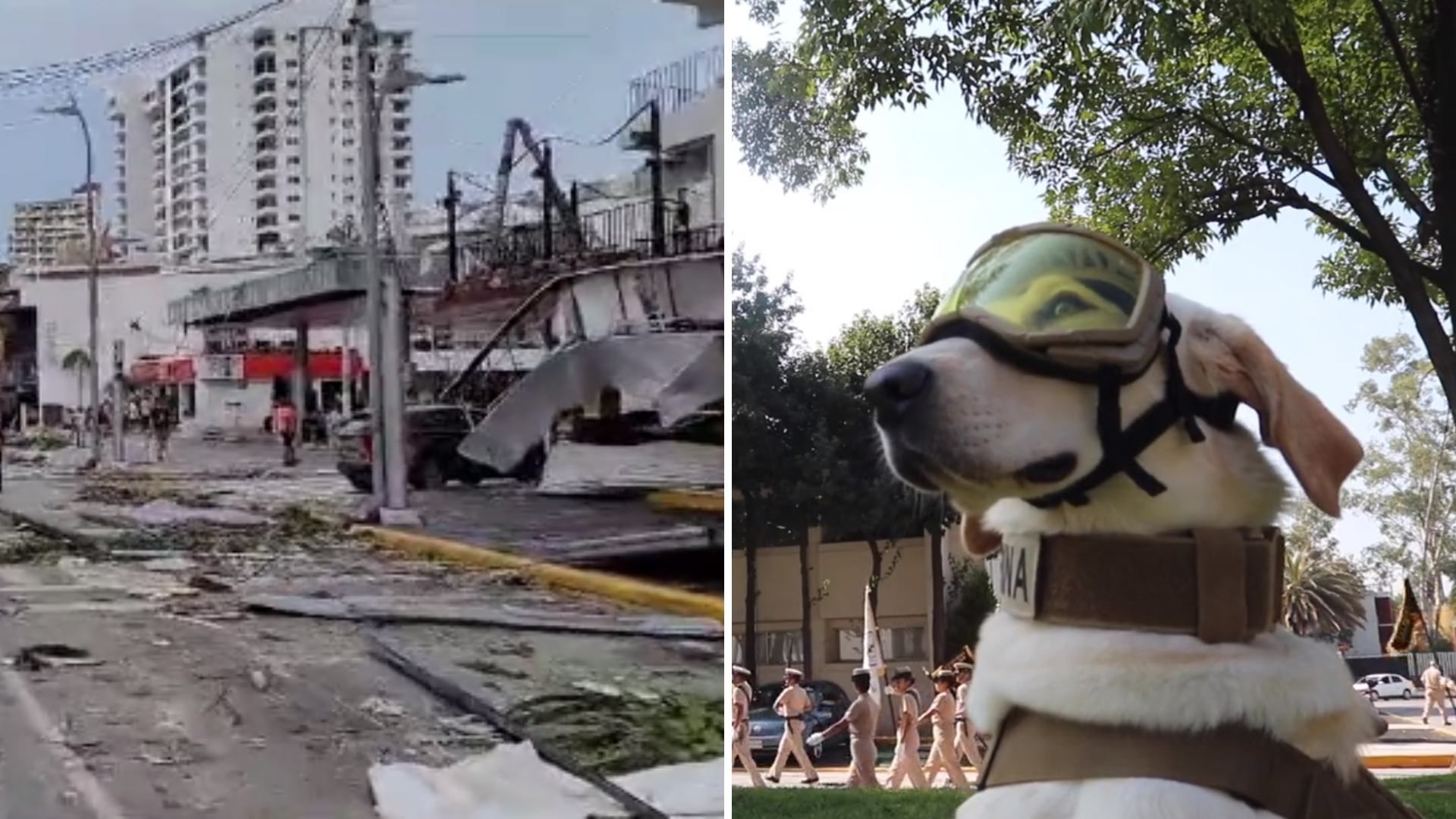 Perrita Rescatista Maya Podría Ayudar en Acapulco Tras Huracán Otis