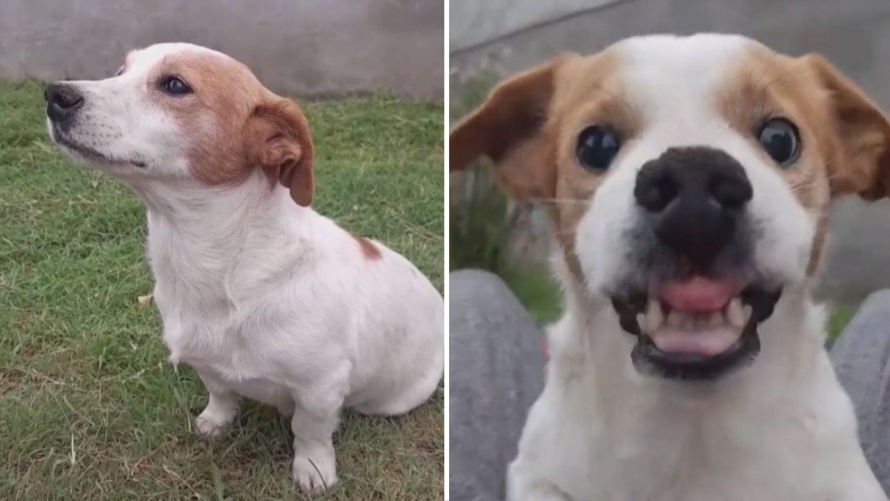 Pancho, el Perrito Malvado de TikTok, famoso por sus enojos por la canción Bebito Fiu Fiu, murió en días pasados
