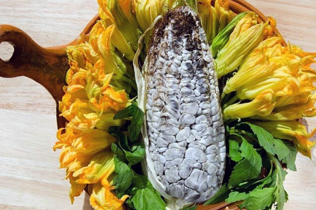 Logran producir huitlacoche todo el año con biotecnología