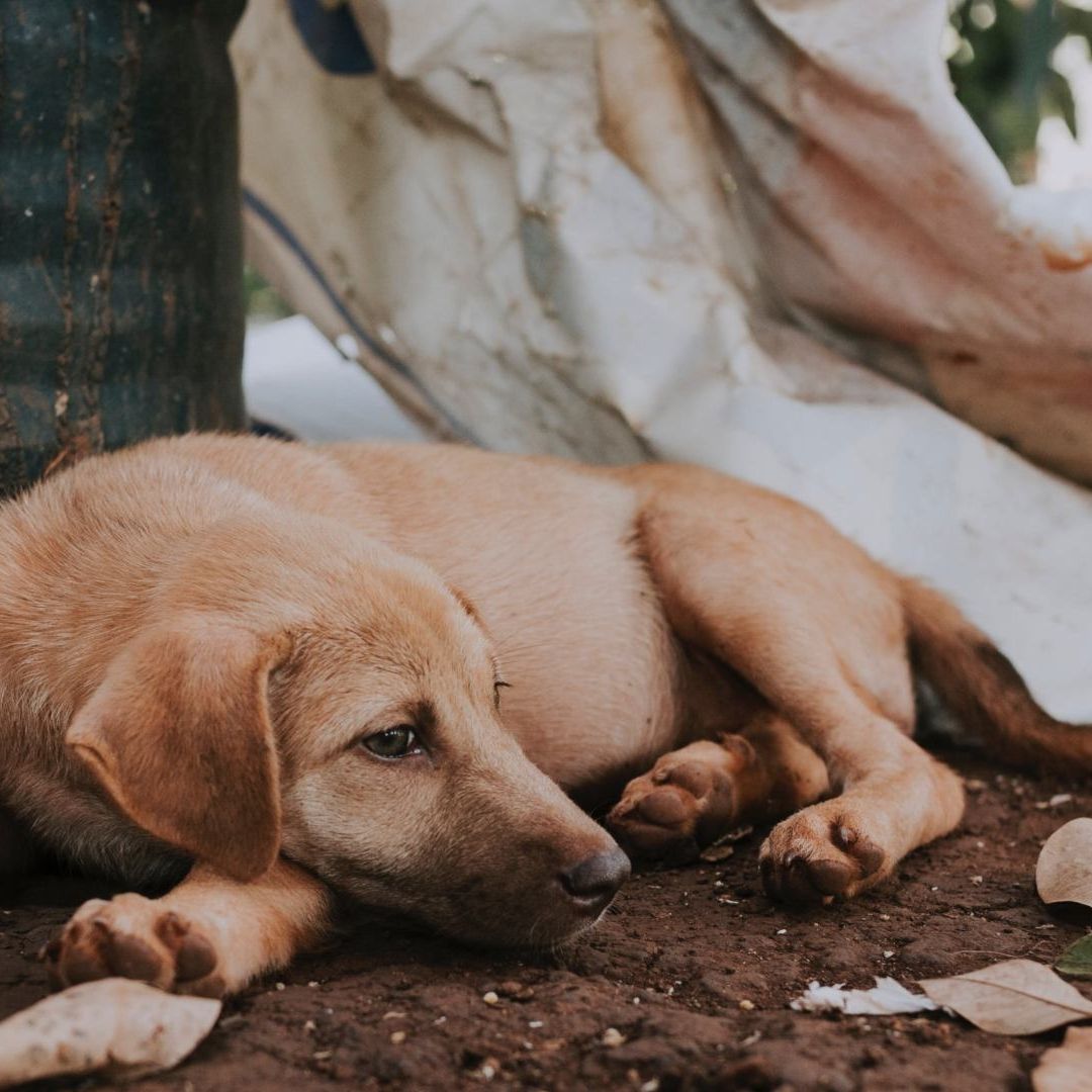 Centros de Acopio para Perros y Gatos Afectados por Otis