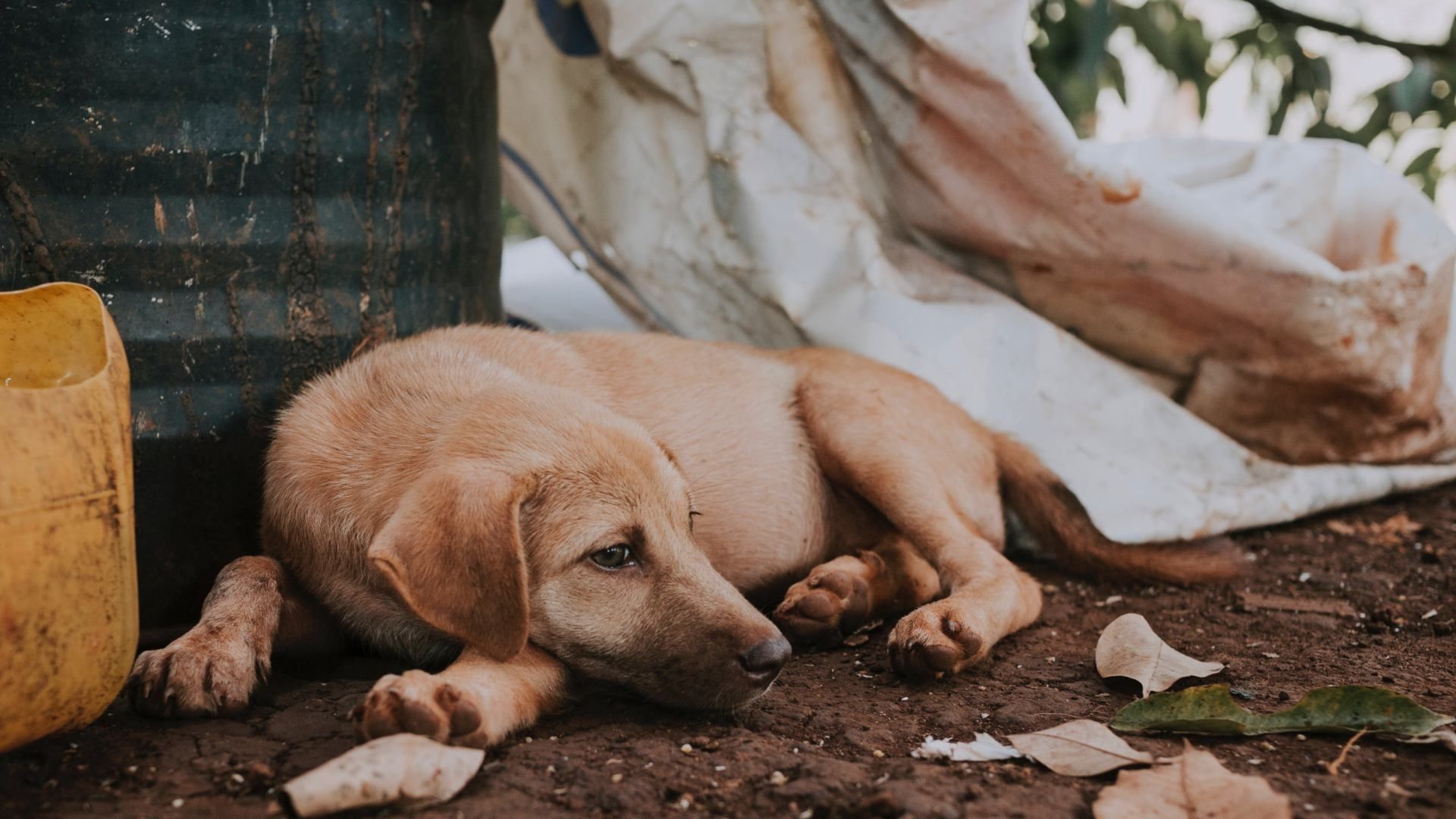 Centros de Acopio para Perros y Gatos Afectados por Otis