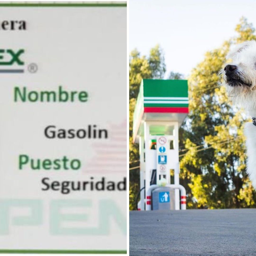 Gasolin: Muere Envenenado Perrito Vigilante de Gasolinera