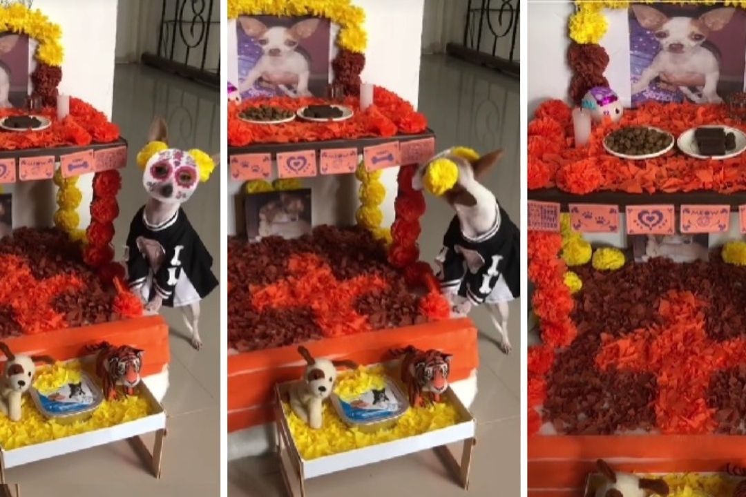 Video | Perrito Disfrazado Espera Junto a la Ofrenda a sus ‘Amigos’ que se ‘Adelantaron’