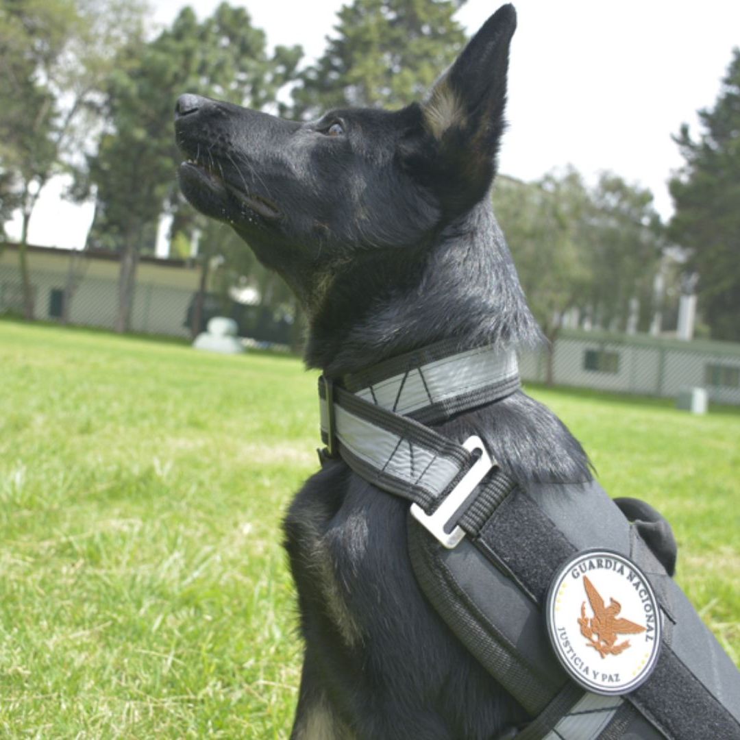 ¿Cómo Adoptar a un Perrito Jubilado de la Guardia Nacional?