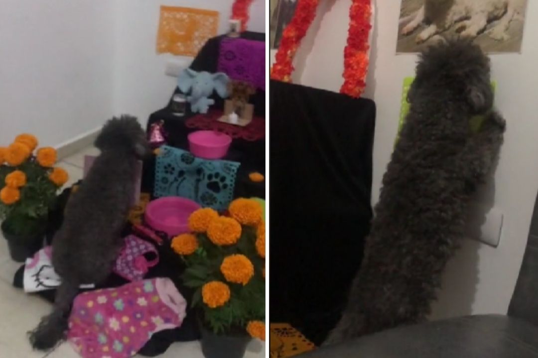 Perrito conmueve al recordar a su mamá en ofrenda de Día de Muertos