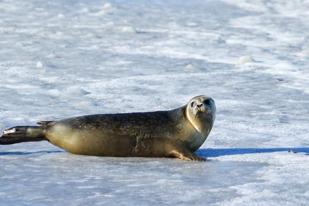 Focas marinas con rastreadores mapean el fondo del océano