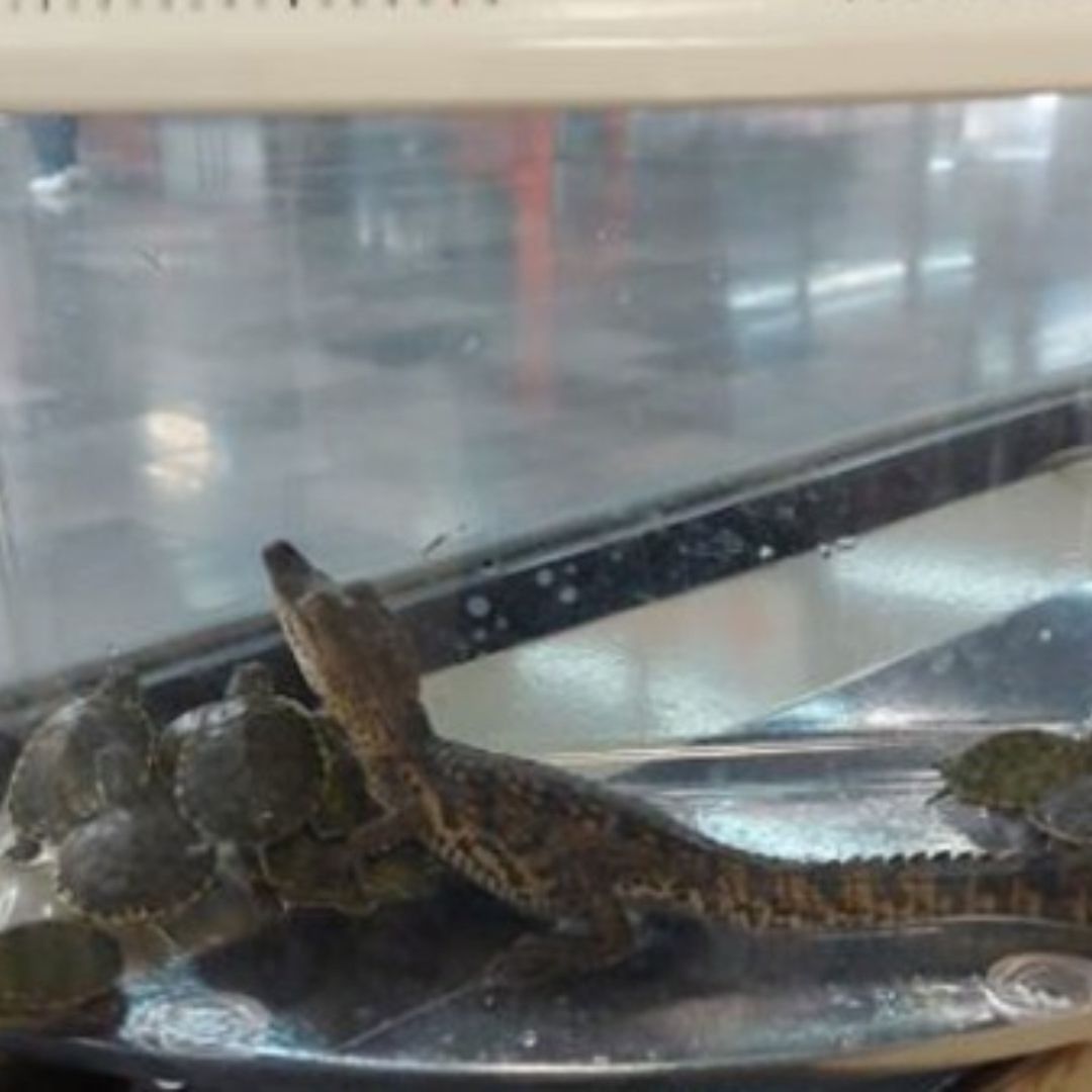 Caimán y tortugas aseguradas en el Metro CDMX