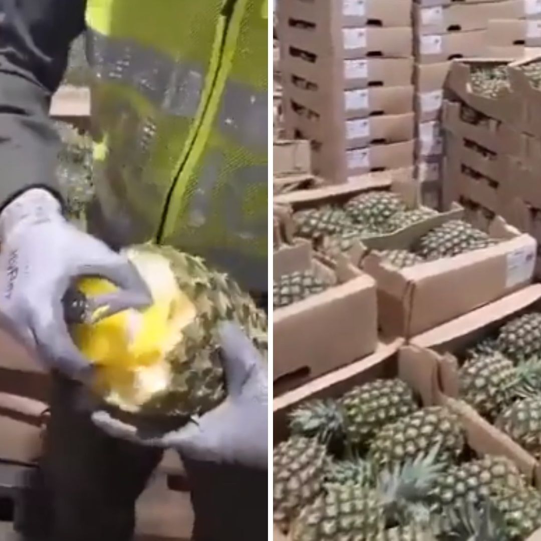 Rellenan Piñas con 63 Kilos de Cocaína en Colombia