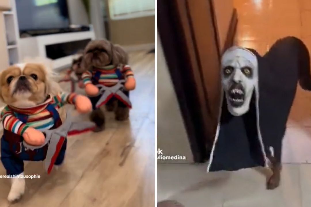 Perritos disfrazados para Halloween conquistan las redes
