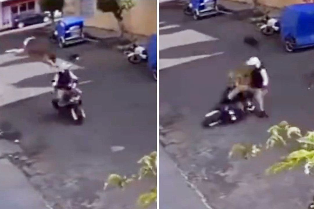 Un lomito hizo su mejor imitación del Perro Aguayo y derribó a un motociclista